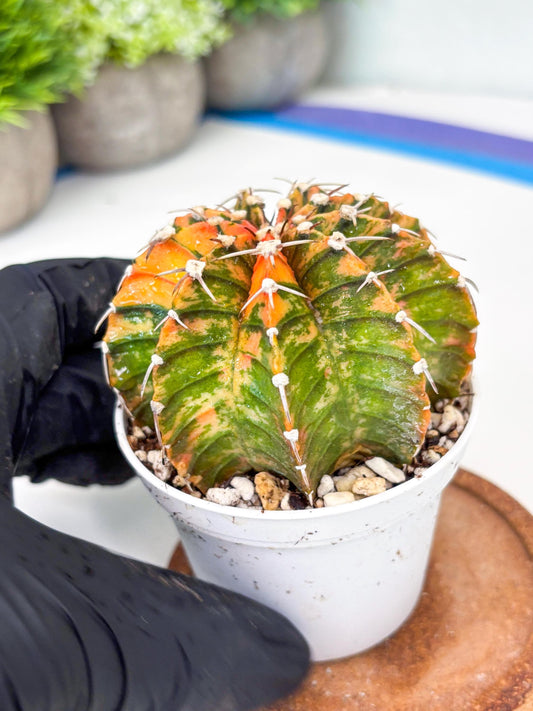 Gymnocalycium LB Hybrid | (gy7) (y3) | variegated cactus