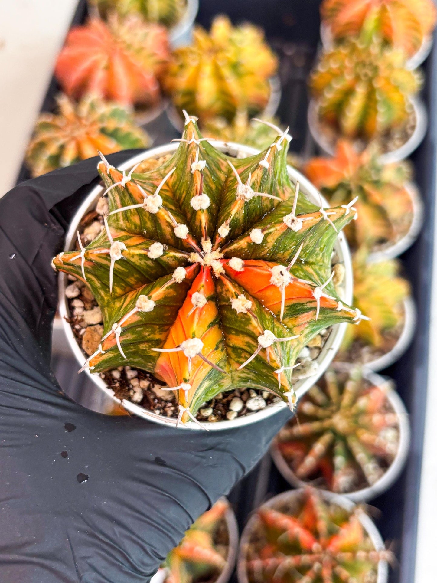 Gymnocalycium LB Hybrid | (gy7) (y3) | variegated cactus