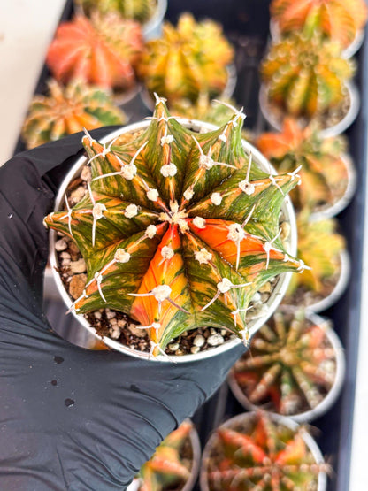 Gymnocalycium LB Hybrid | (gy7) (y3) | variegated cactus