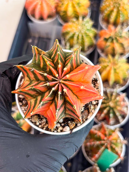 Gymnocalycium LB Hybrid | (gy7) (y4) | variegated cactus