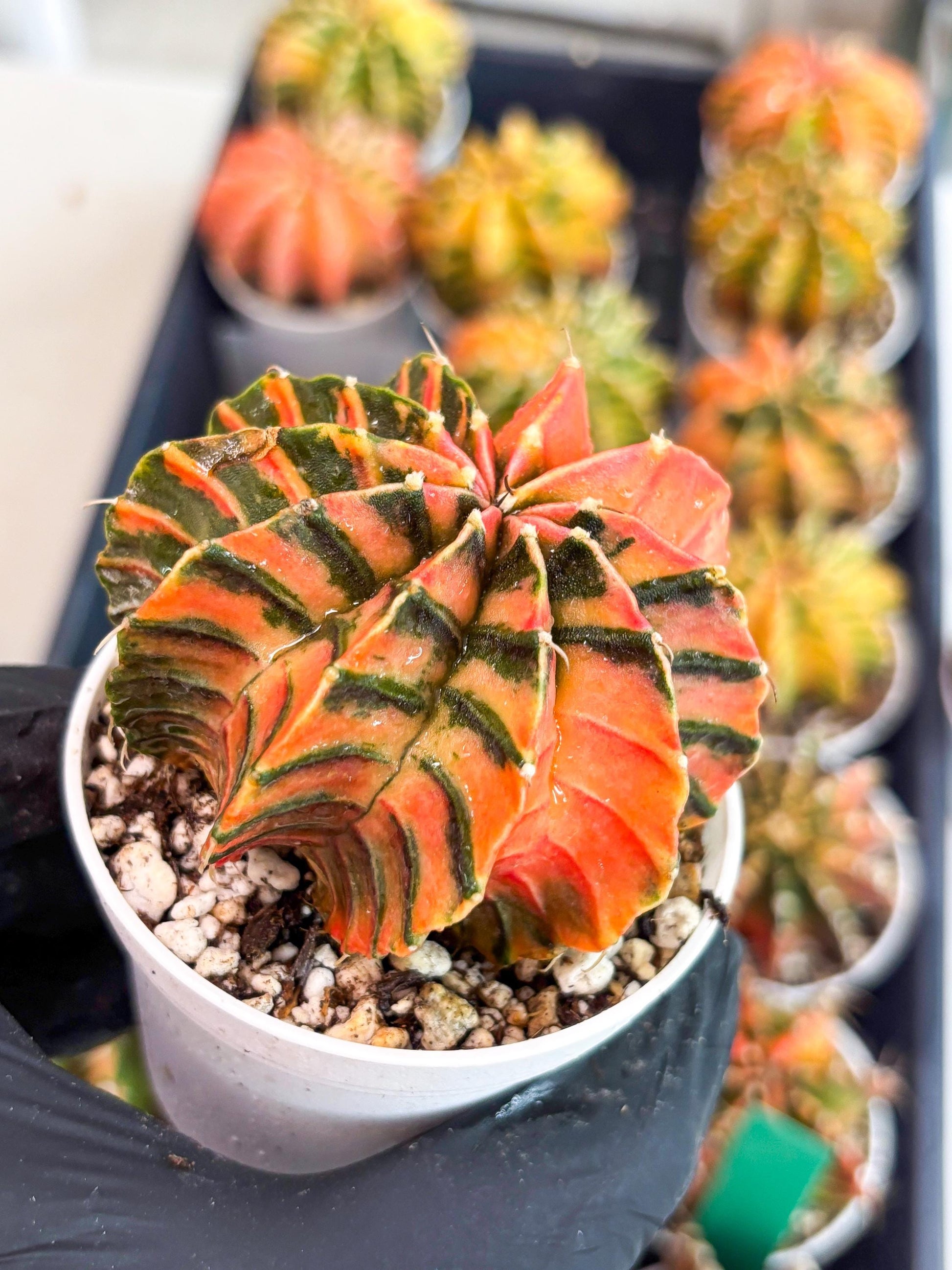 Gymnocalycium LB Hybrid | (gy7) (y4) | variegated cactus