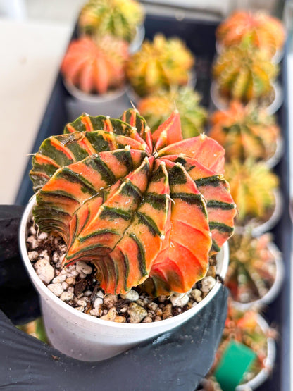 Gymnocalycium LB Hybrid | (gy7) (y4) | variegated cactus