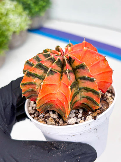 Gymnocalycium LB Hybrid | (gy7) (y4) | variegated cactus