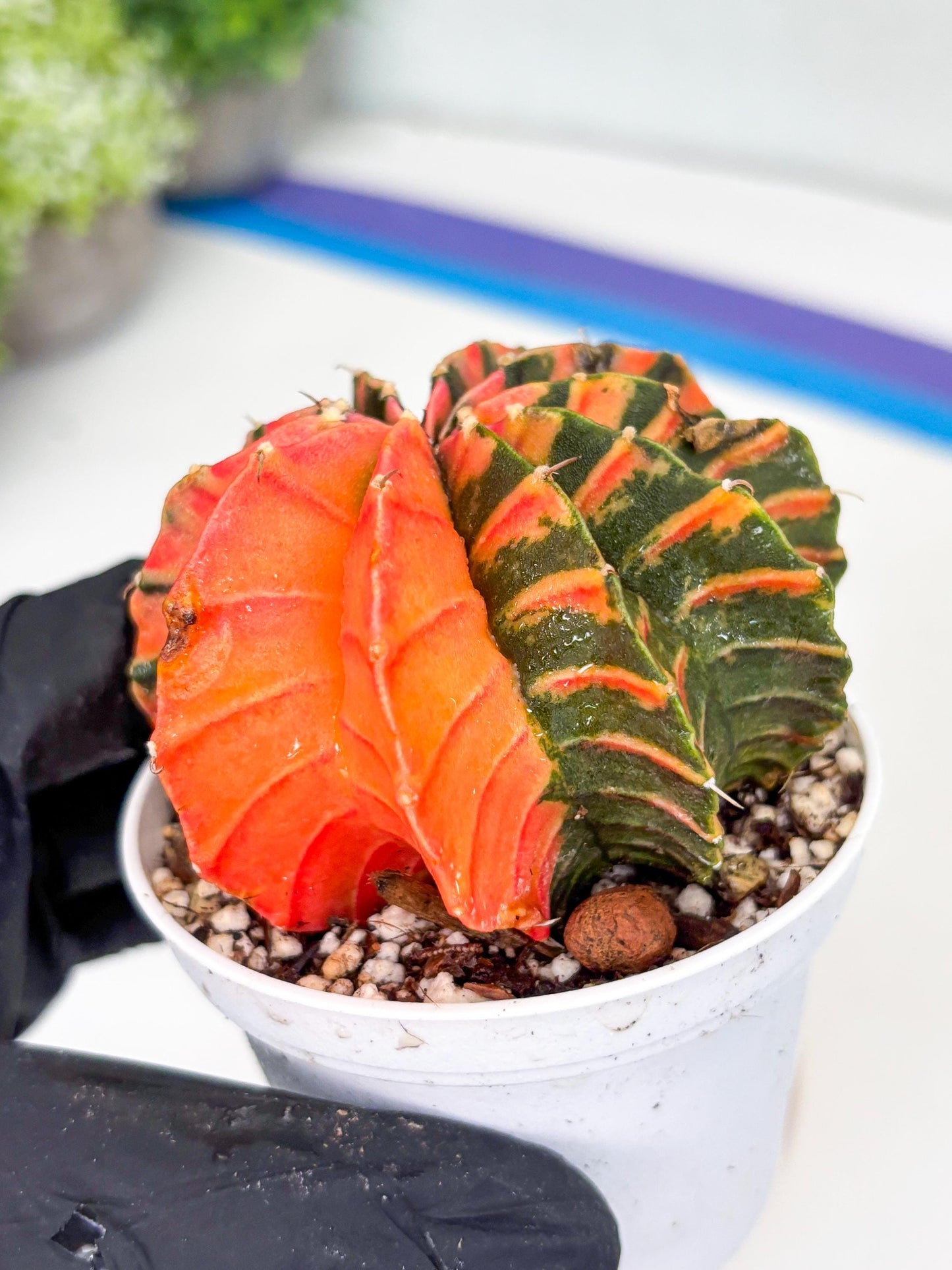 Gymnocalycium LB Hybrid | (gy7) (y4) | variegated cactus