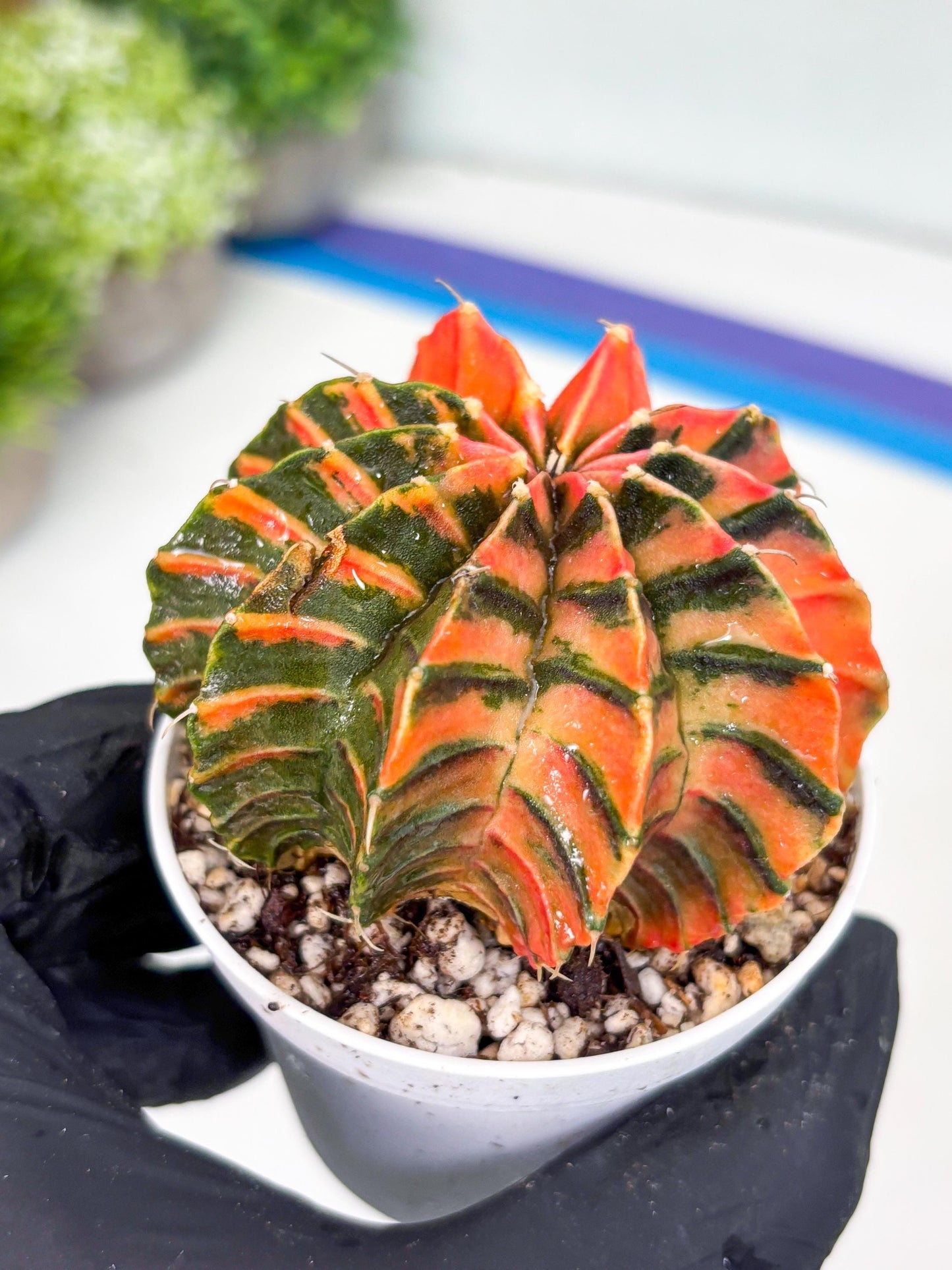 Gymnocalycium LB Hybrid | (gy7) (y4) | variegated cactus