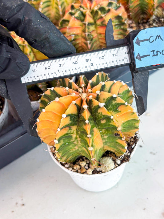 Gymnocalycium LB Hybrid | (gy7) (y5) | variegated cactus