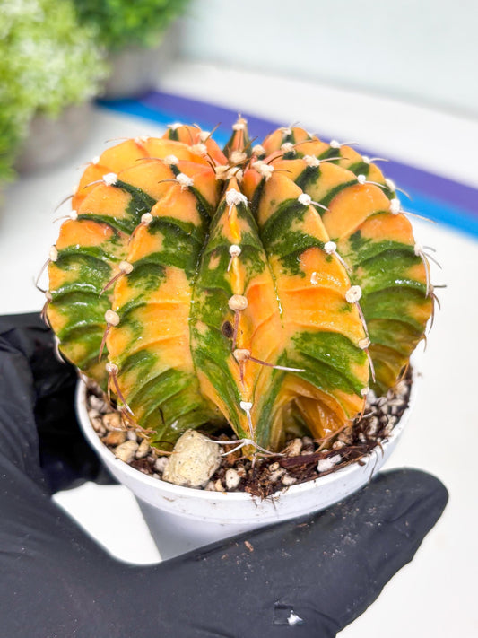 Gymnocalycium LB Hybrid | (gy7) (y5) | variegated cactus