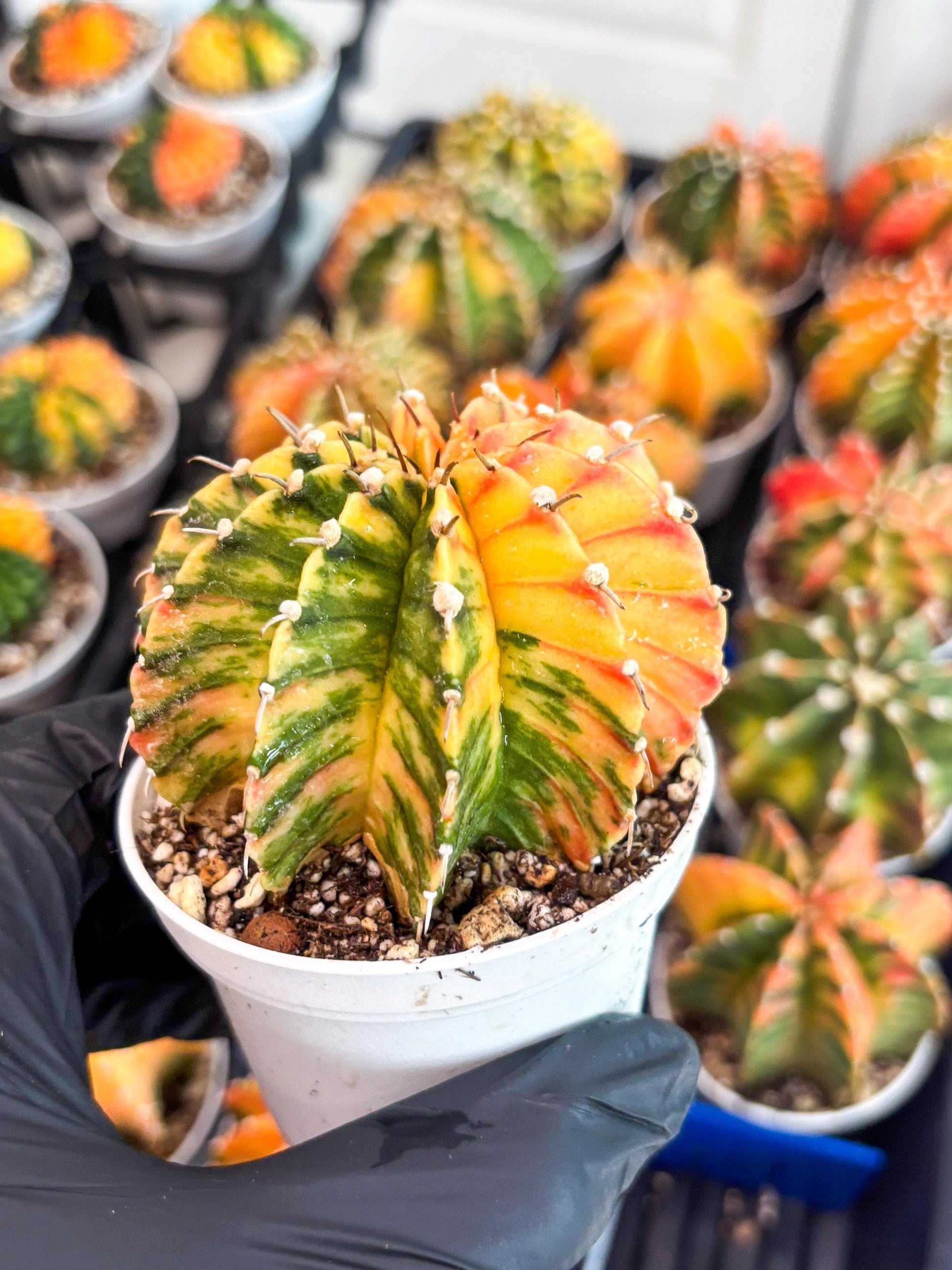 Gymnocalycium LB Hybrid | (gy8) (r1) | variegated cactus