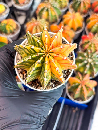 Gymnocalycium LB Hybrid | (gy8) (r1) | variegated cactus