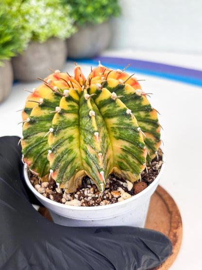 Gymnocalycium LB Hybrid | (gy8) (r1) | variegated cactus