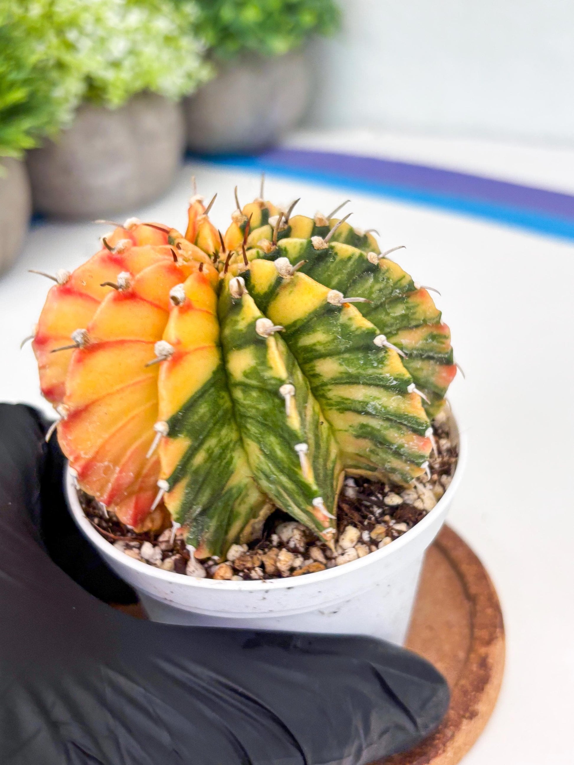 Gymnocalycium LB Hybrid | (gy8) (r1) | variegated cactus