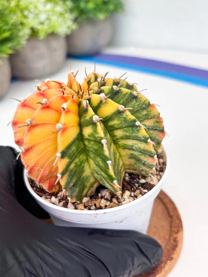 Gymnocalycium LB Hybrid | (gy8) (r1) | variegated cactus