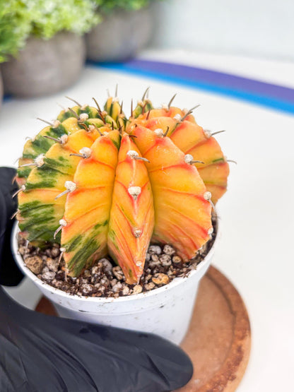 Gymnocalycium LB Hybrid | (gy8) (r1) | variegated cactus