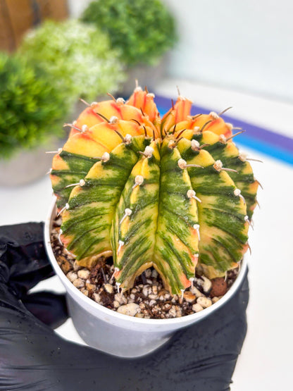 Gymnocalycium LB Hybrid | (gy8) (r1) | variegated cactus