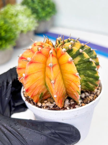 Gymnocalycium LB Hybrid | (gy8) (r1) | variegated cactus