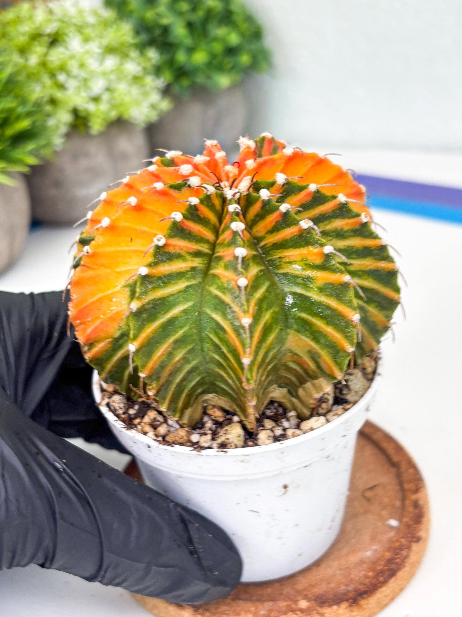 Gymnocalycium LB Hybrid | (gy8) (r6) | variegated cactus