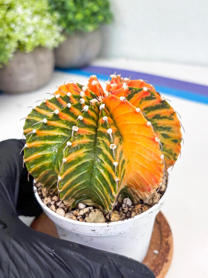 Gymnocalycium LB Hybrid | (gy8) (r6) | variegated cactus