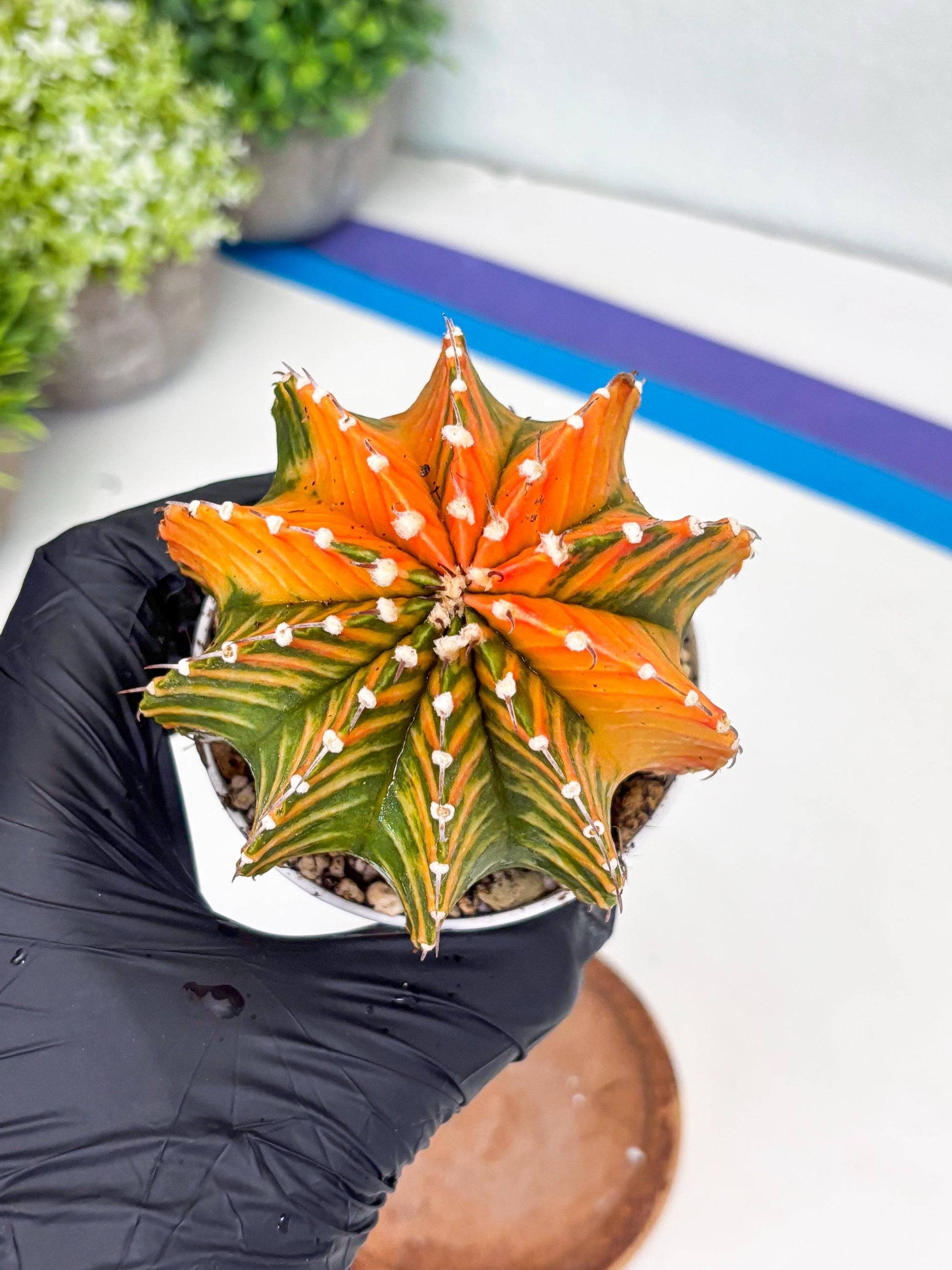 Gymnocalycium LB Hybrid | (gy8) (r6) | variegated cactus