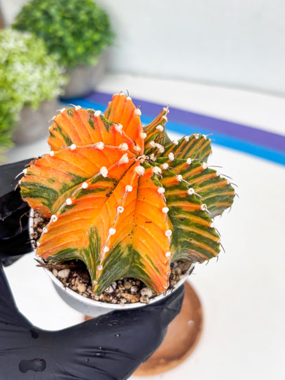 Gymnocalycium LB Hybrid | (gy8) (r6) | variegated cactus