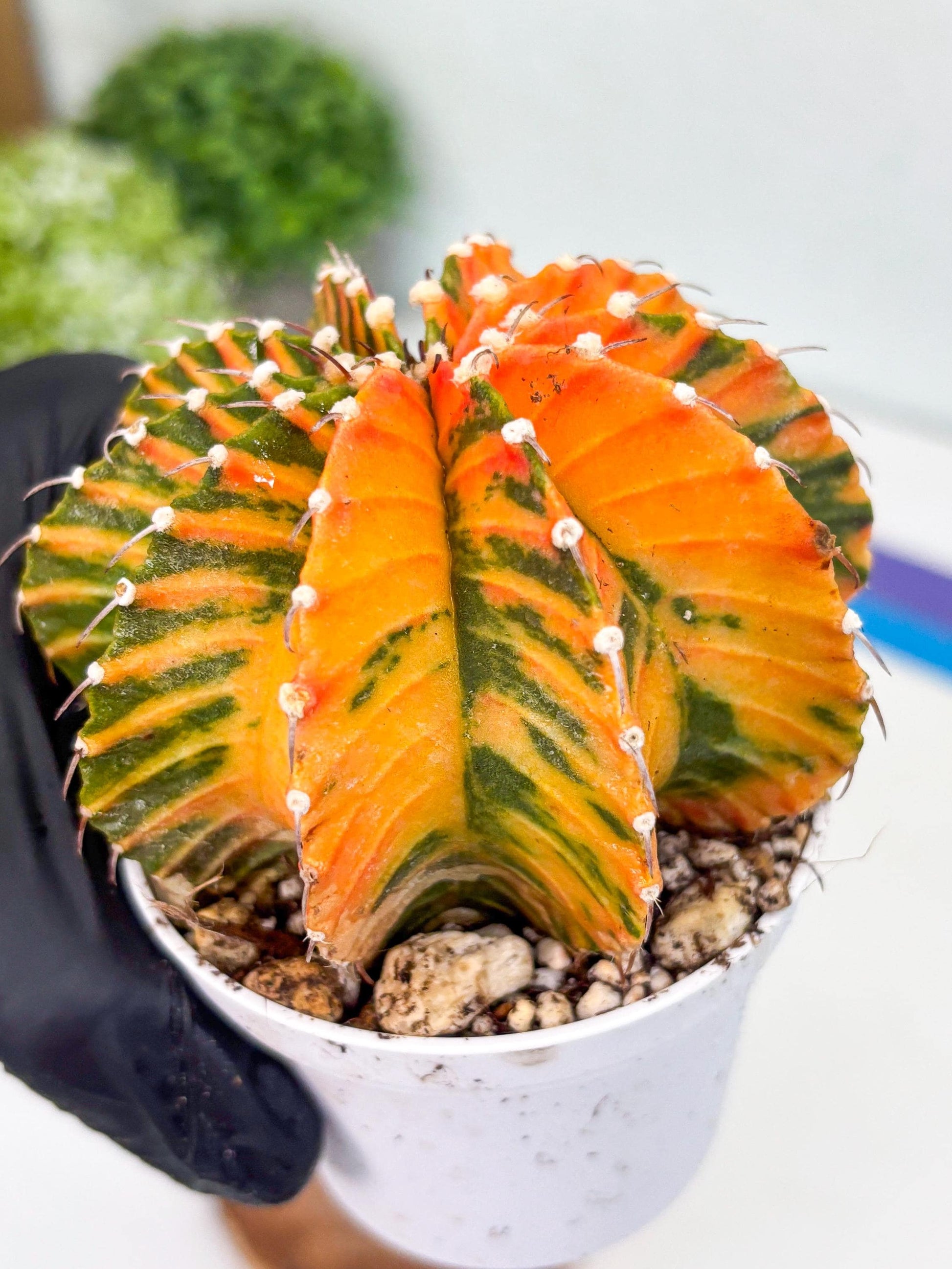 Gymnocalycium LB Hybrid | (gy8) (r6) | variegated cactus