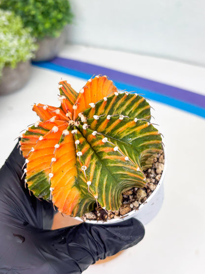 Gymnocalycium LB Hybrid | (gy8) (r6) | variegated cactus