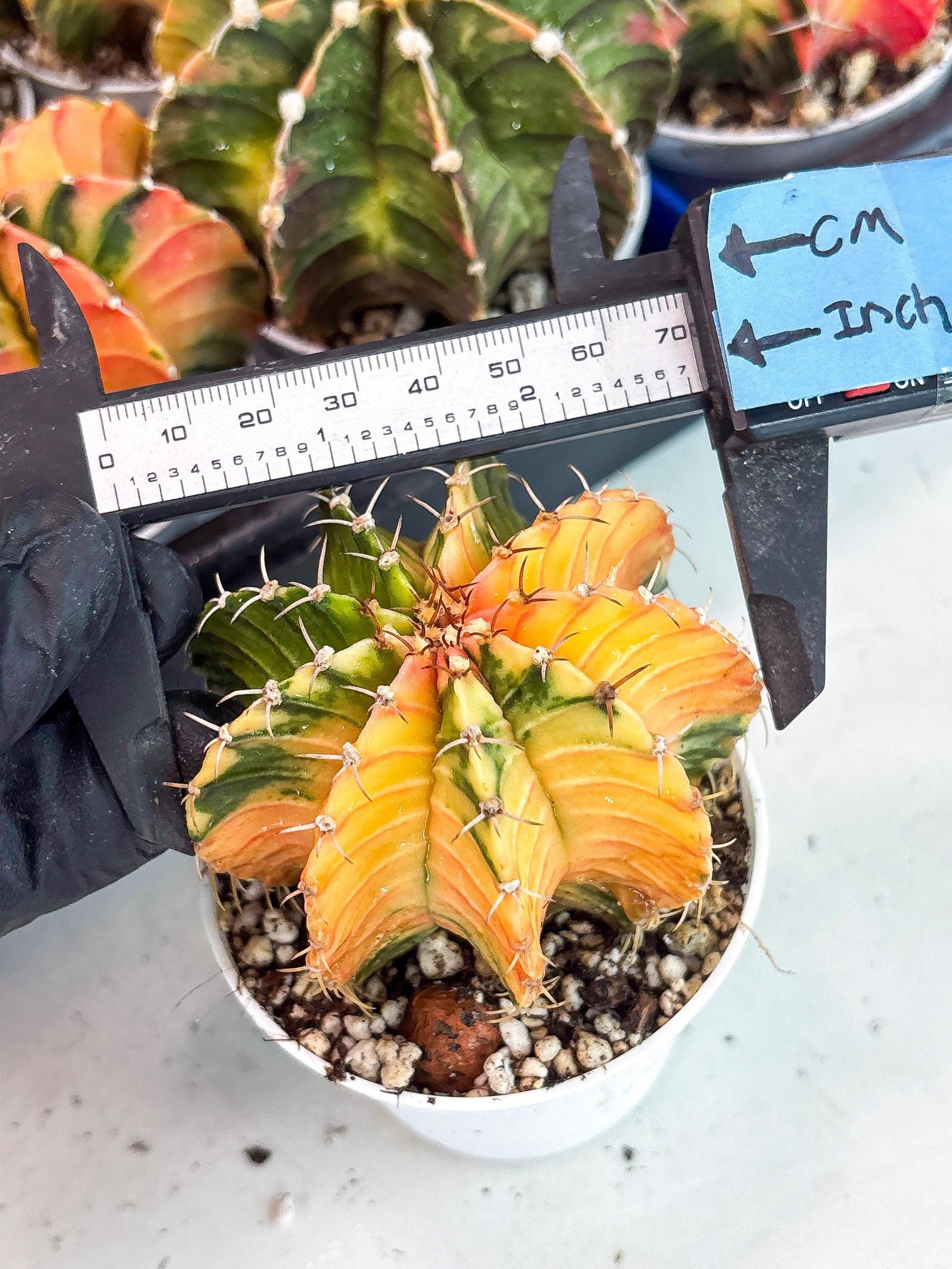 Gymnocalycium LB Hybrid | (gy8) (g2) | variegated cactus