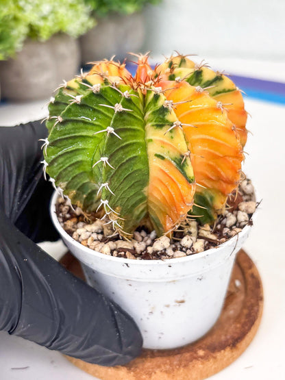 Gymnocalycium LB Hybrid | (gy8) (g2) | variegated cactus