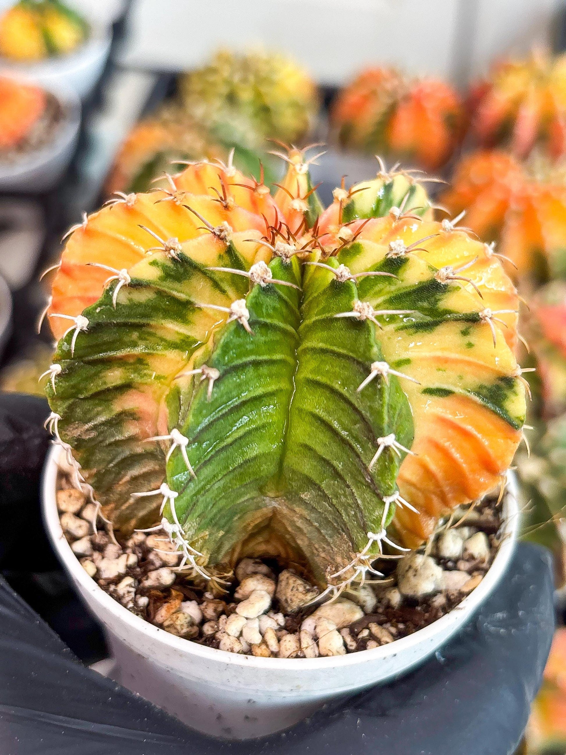 Gymnocalycium LB Hybrid | (gy8) (g2) | variegated cactus