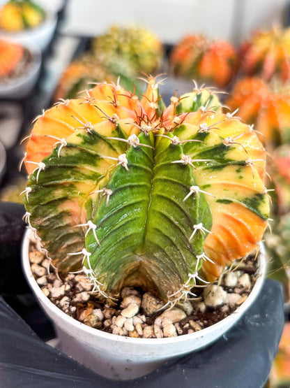 Gymnocalycium LB Hybrid | (gy8) (g2) | variegated cactus