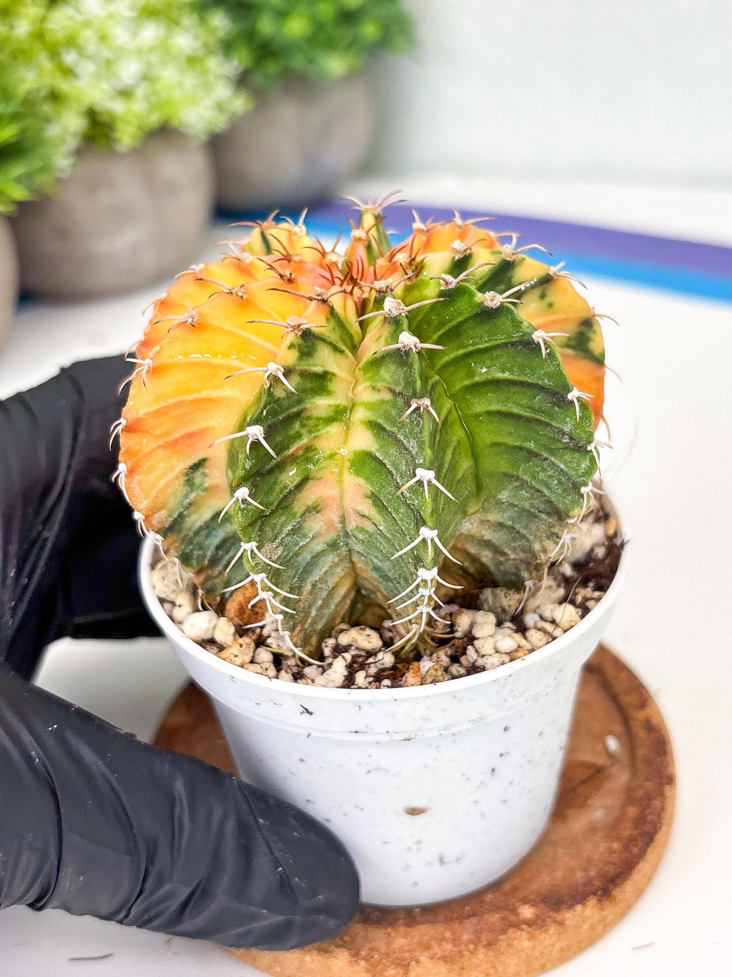 Gymnocalycium LB Hybrid | (gy8) (g2) | variegated cactus