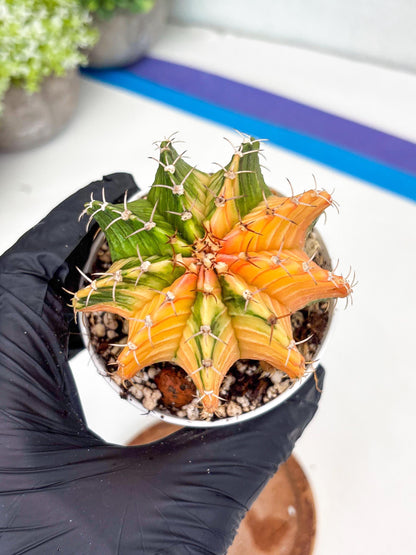 Gymnocalycium LB Hybrid | (gy8) (g2) | variegated cactus