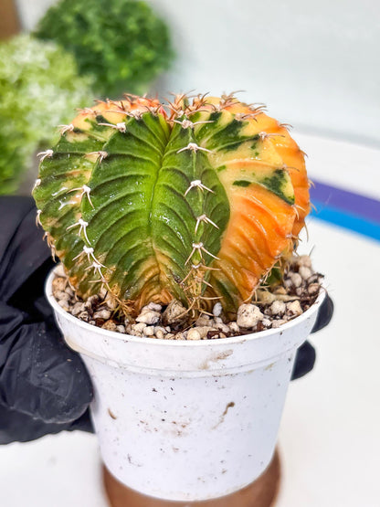 Gymnocalycium LB Hybrid | (gy8) (g2) | variegated cactus