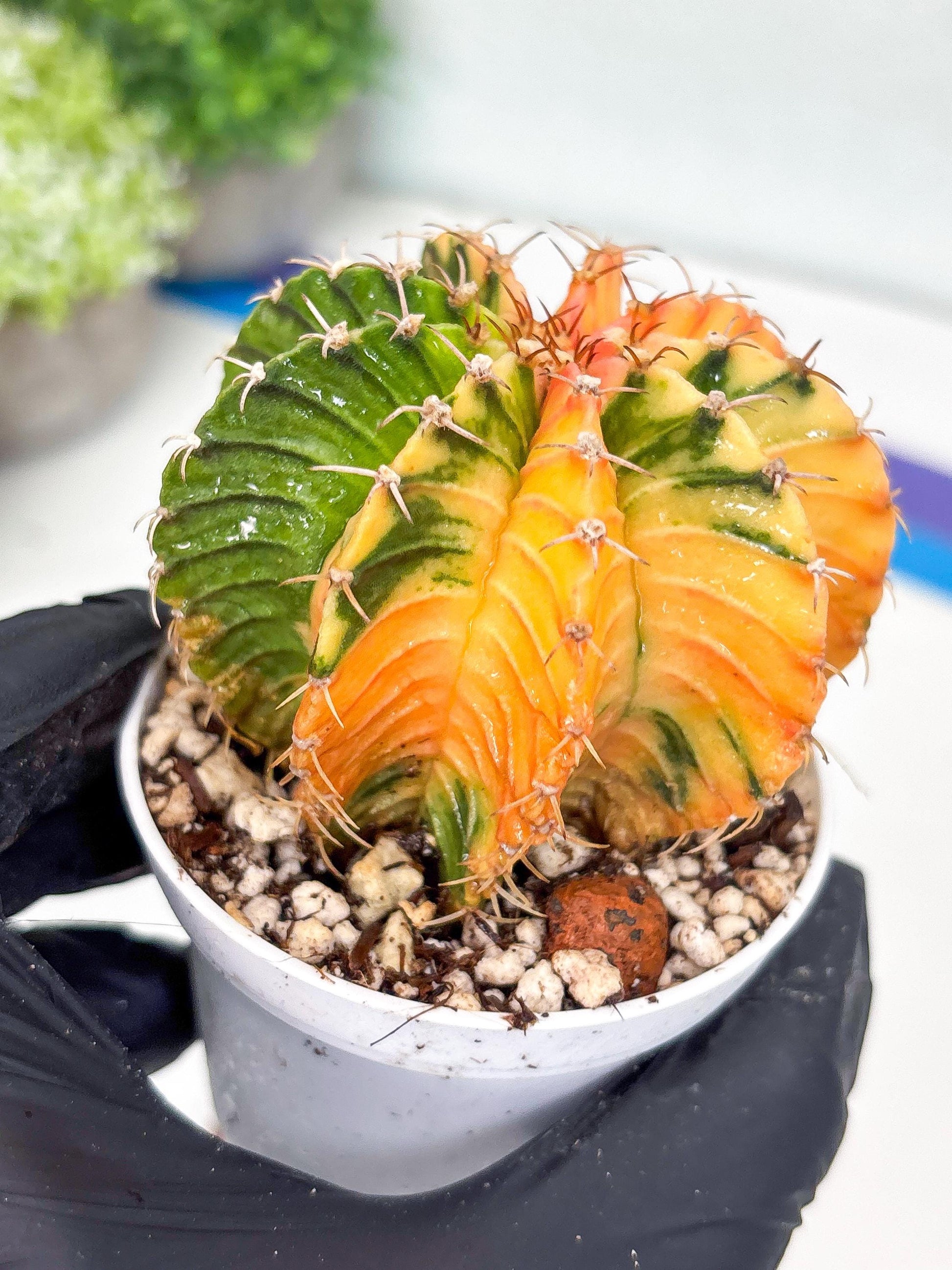 Gymnocalycium LB Hybrid | (gy8) (g2) | variegated cactus