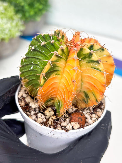 Gymnocalycium LB Hybrid | (gy8) (g2) | variegated cactus