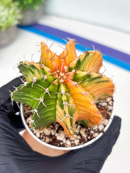 Gymnocalycium LB Hybrid | (gy8) (g2) | variegated cactus