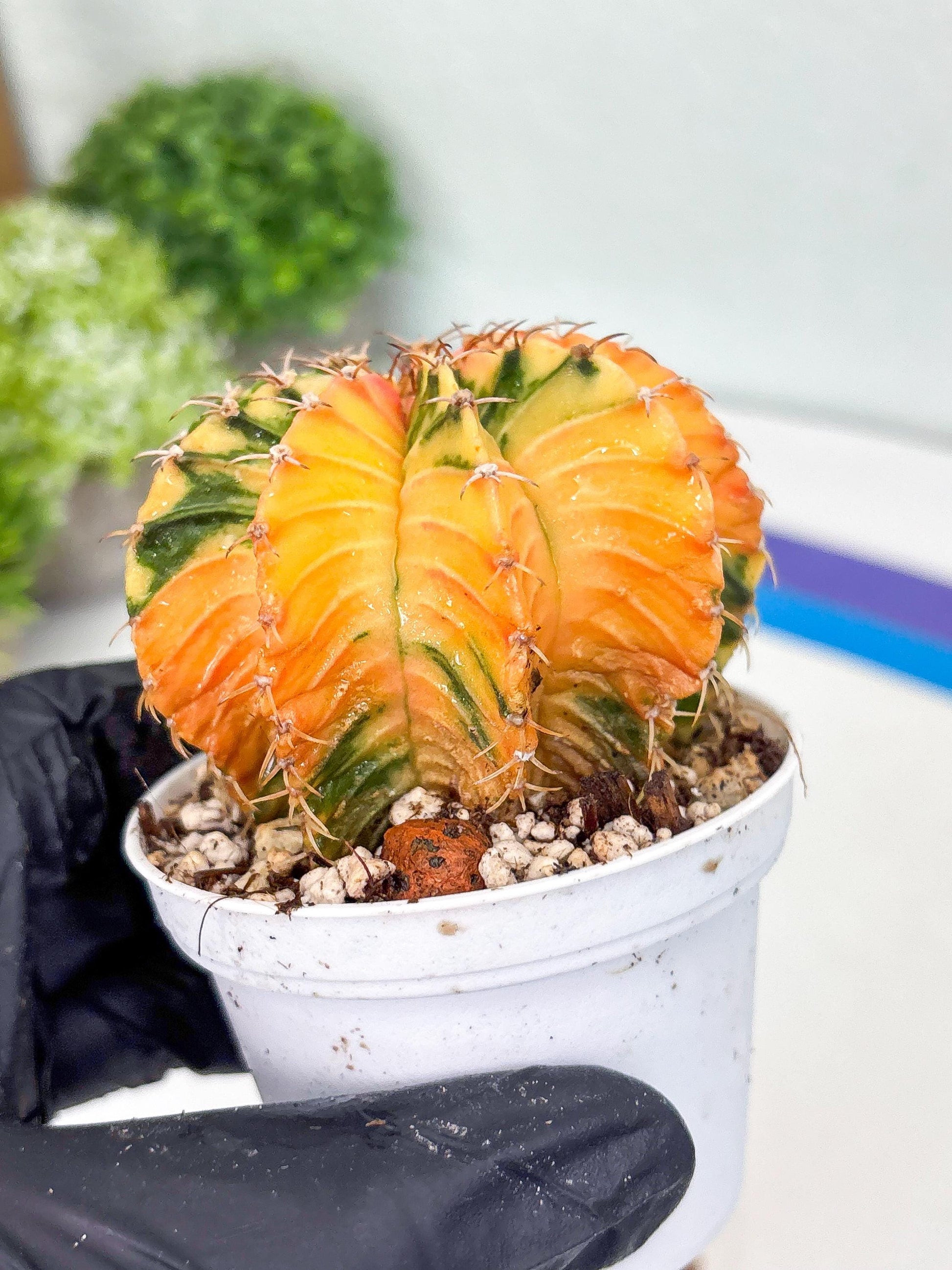 Gymnocalycium LB Hybrid | (gy8) (g2) | variegated cactus