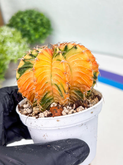 Gymnocalycium LB Hybrid | (gy8) (g2) | variegated cactus