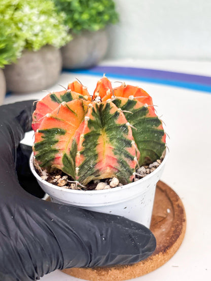 Gymnocalycium LB Hybrid | (gy8) (g3) | variegated cactus