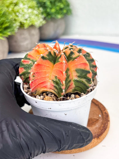 Gymnocalycium LB Hybrid | (gy8) (g3) | variegated cactus