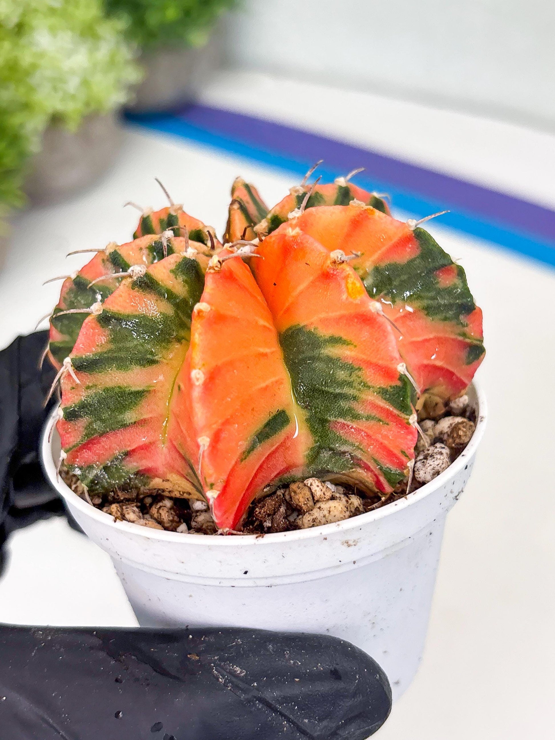 Gymnocalycium LB Hybrid | (gy8) (g3) | variegated cactus