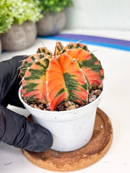 Gymnocalycium LB Hybrid | (gy8) (g3) | variegated cactus