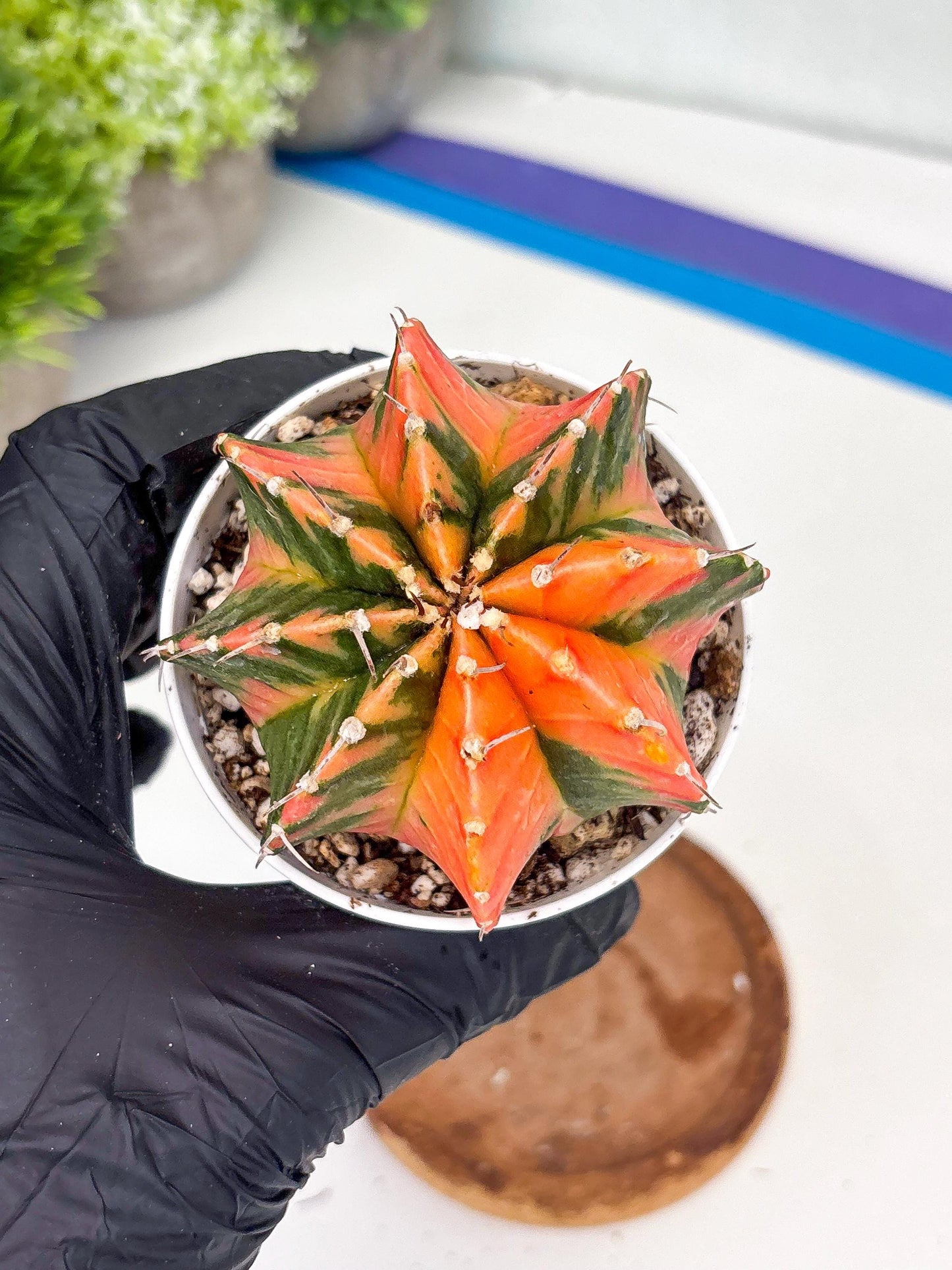 Gymnocalycium LB Hybrid | (gy8) (g3) | variegated cactus