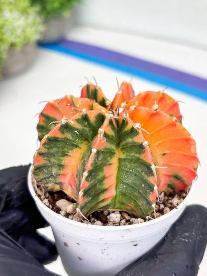 Gymnocalycium LB Hybrid | (gy8) (g3) | variegated cactus