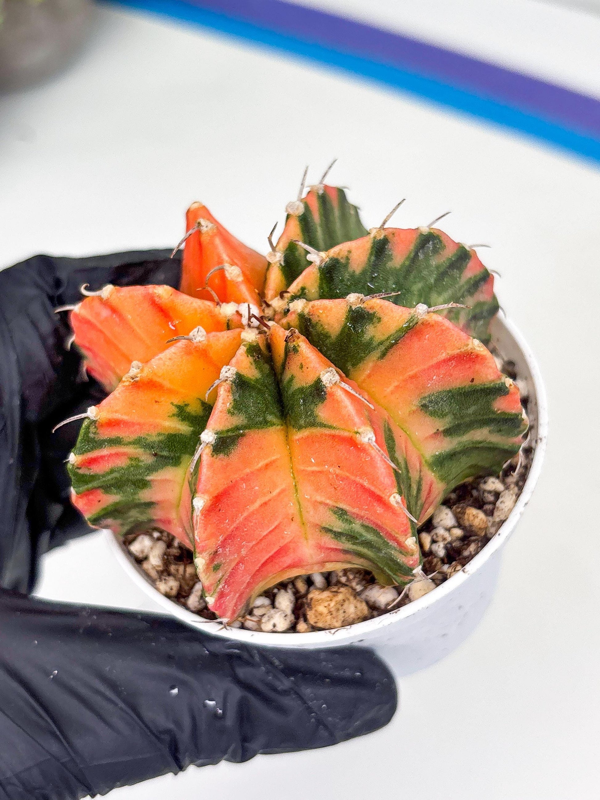 Gymnocalycium LB Hybrid | (gy8) (g3) | variegated cactus