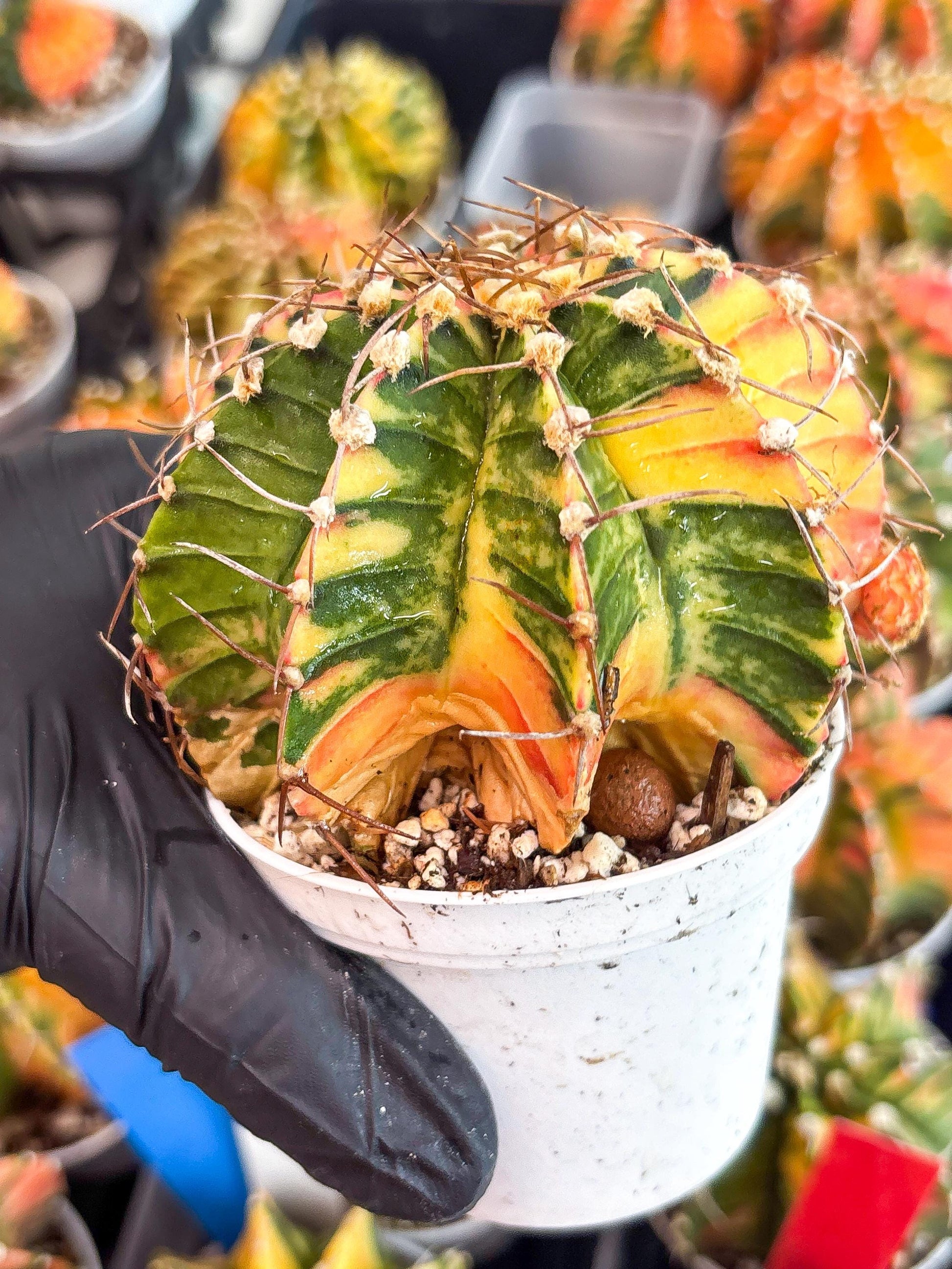 Gymnocalycium LB Hybrid | (gy8) (g7) | variegated cactus