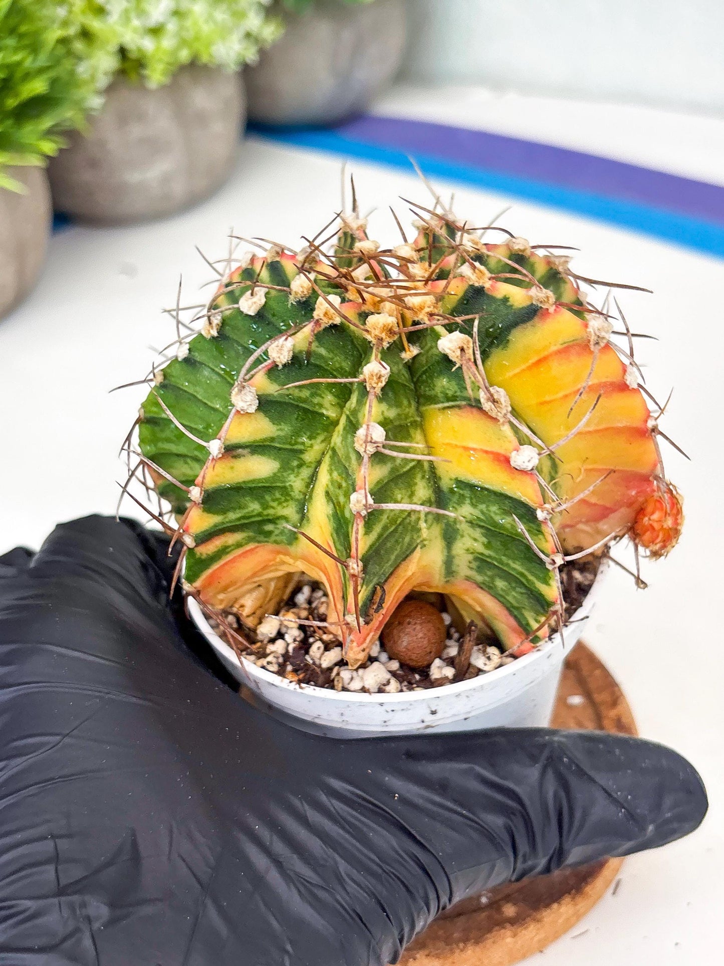 Gymnocalycium LB Hybrid | (gy8) (g7) | variegated cactus