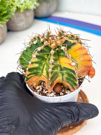 Gymnocalycium LB Hybrid | (gy8) (g7) | variegated cactus