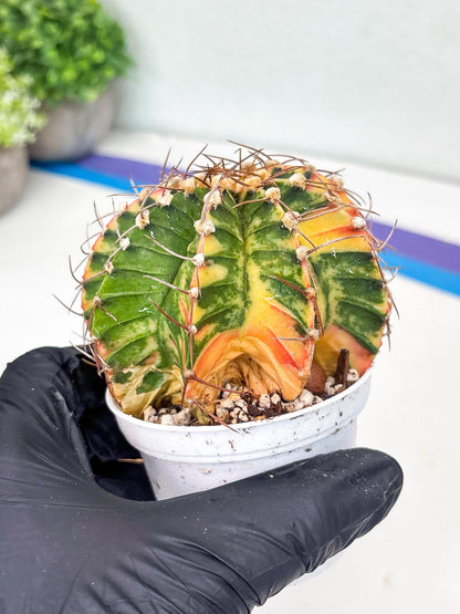 Gymnocalycium LB Hybrid | (gy8) (g7) | variegated cactus