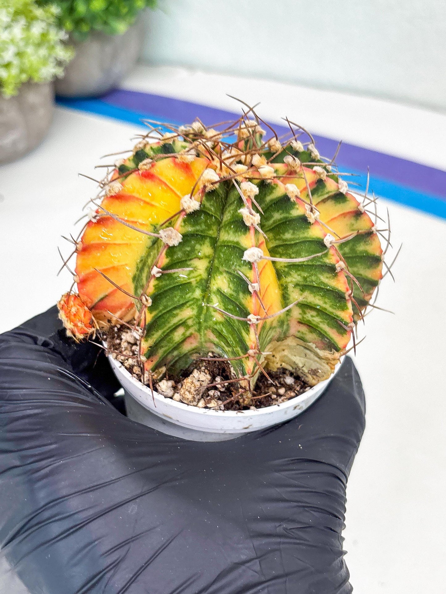 Gymnocalycium LB Hybrid | (gy8) (g7) | variegated cactus