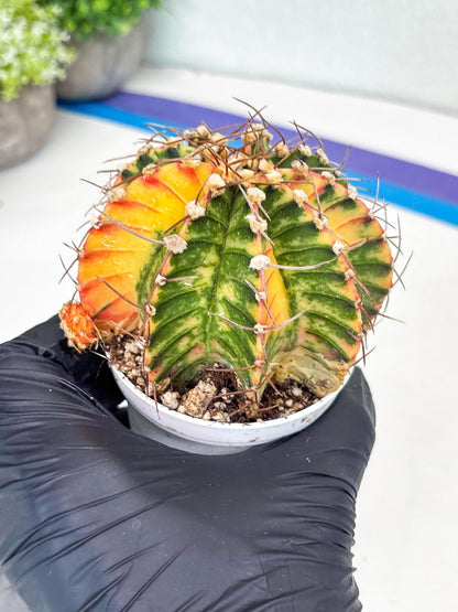 Gymnocalycium LB Hybrid | (gy8) (g7) | variegated cactus